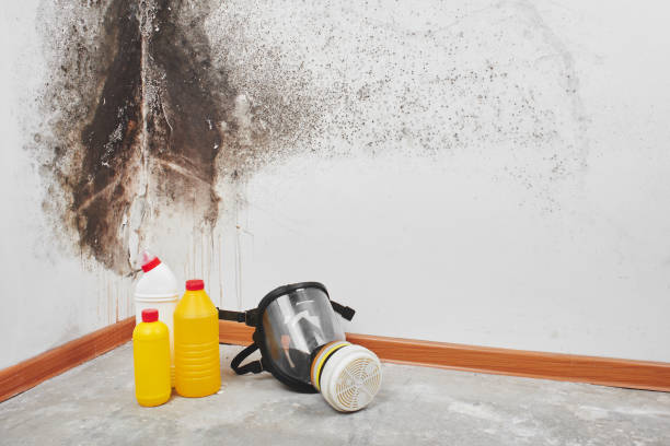 Mold Testing and Removal in Honolulu, HI