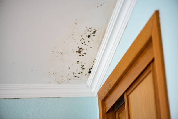 Best Mold Removal Process  in Honolulu, HI