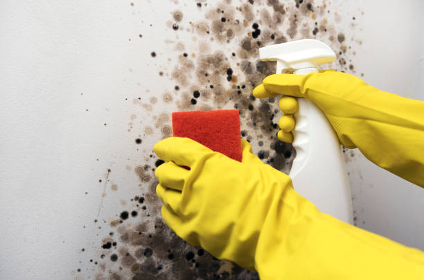 Best Emergency Mold Removal  in Honolulu, HI