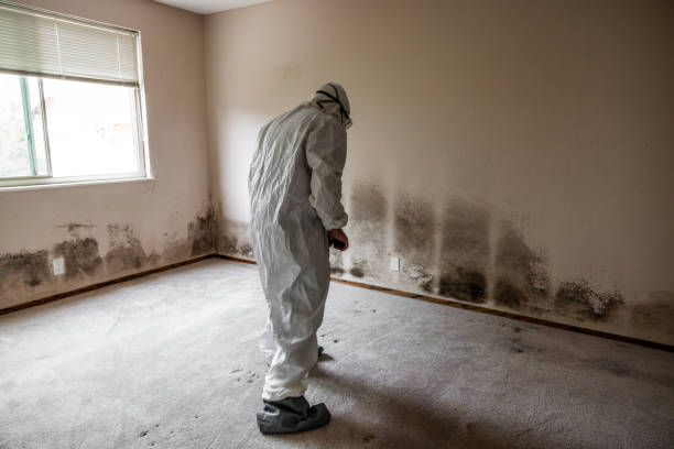 Mold Removal and Inspection in Honolulu, HI