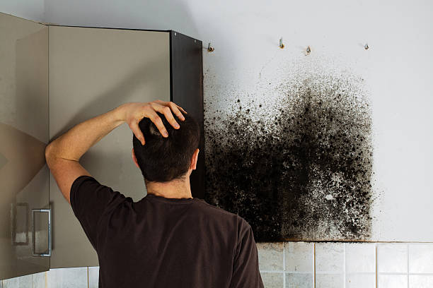 Best Mold Damage Repair  in Honolulu, HI
