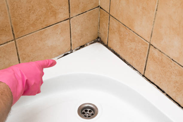 Best Black Mold Removal  in Honolulu, HI